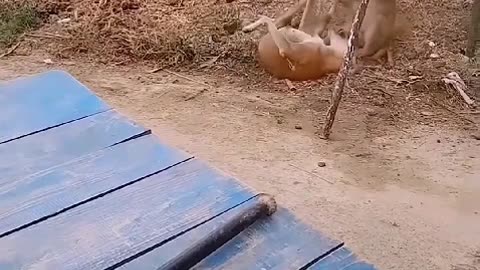 انگلیسی: "These two dogs are having a ‘manly’ argument! 😂💥 But the voices? Definitely not dogs! 😜