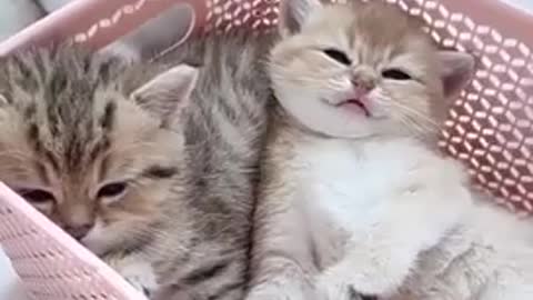 I love them cute cat’s 🐈