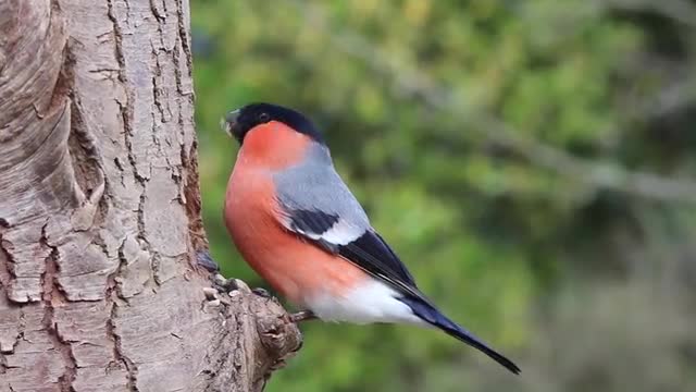 Male Bird Nature Red Finch Spring Bullfinch