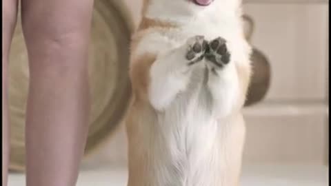 Dog funny short video