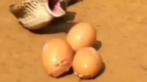 Le serpent pond les œufs avec la bouche