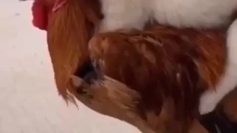 awesome funny pet animals - 🤣 funniest 🐶