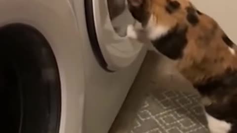 Funny Animals Videos