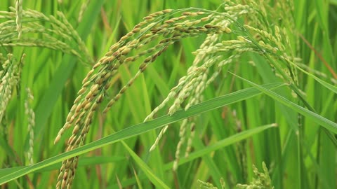 Rice plants