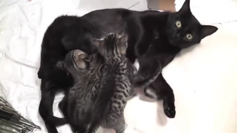 Kitties Cat Love Her Mom