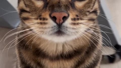 Did you see a cat with this beauty?