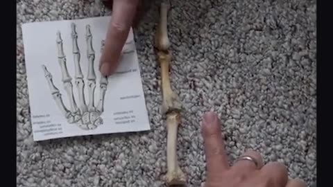 The Bones Of Noah’s Wife Found Near Ark