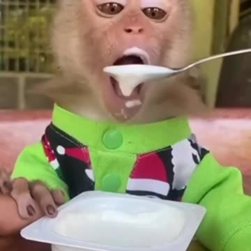 Funny Animals Shorts 192 :-) monkeys 😂 Cats Dogs Pets laugh viral video