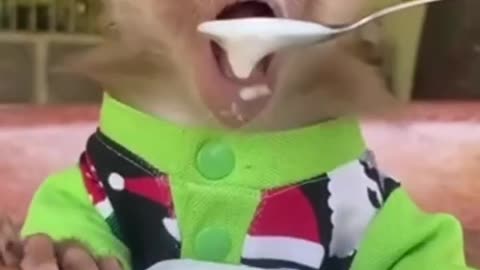Funny Animals Shorts 192 :-) monkeys 😂 Cats Dogs Pets laugh viral video