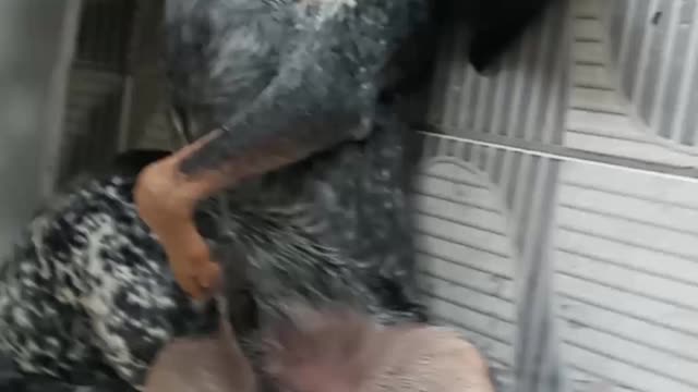 Cachorro depois de tomar pinga kkkk
