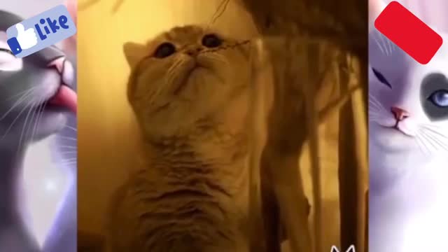 The Most Beautiful Cats In The World || 😎😍💪