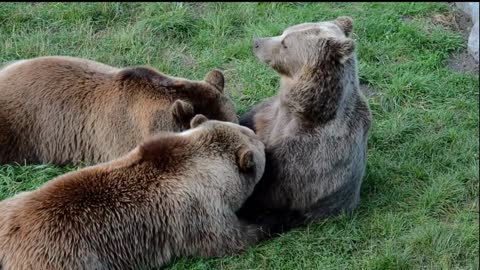 Bear cubs playing with their mother.