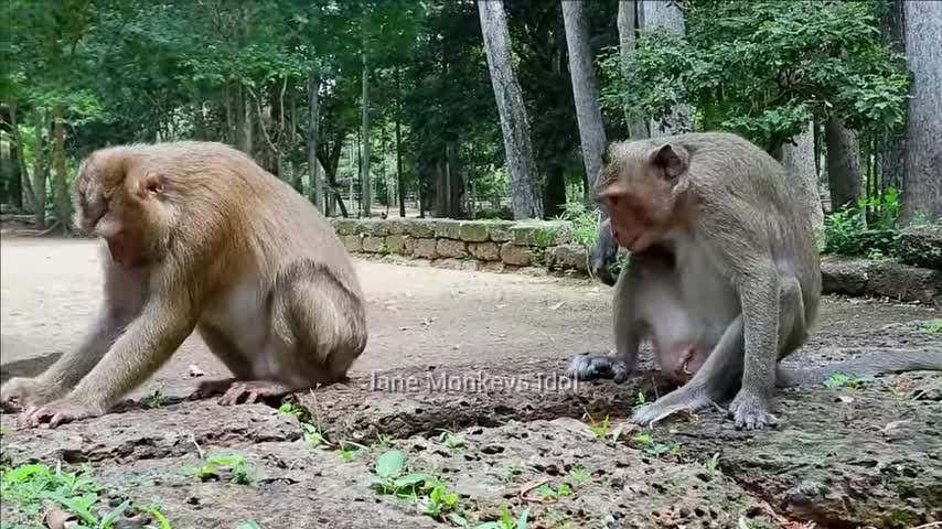 Cute monkey 🐒🐵 cute animals video try to not laugh