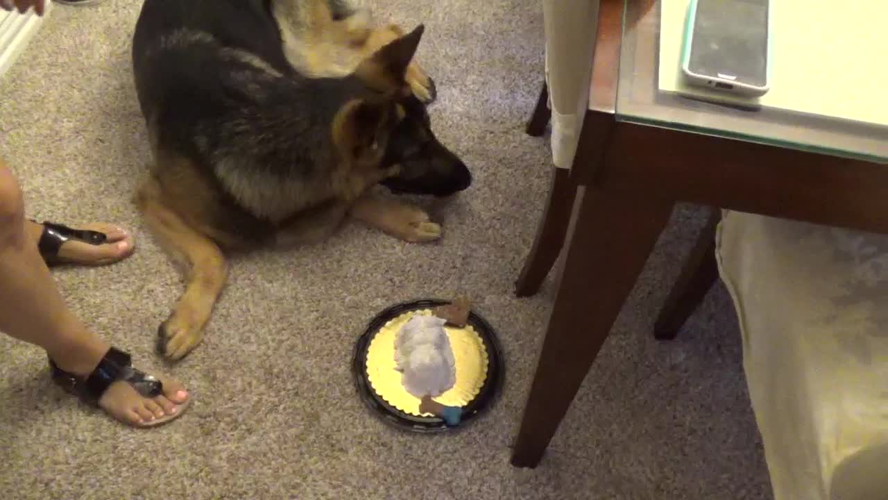 Dog Birthday Party!