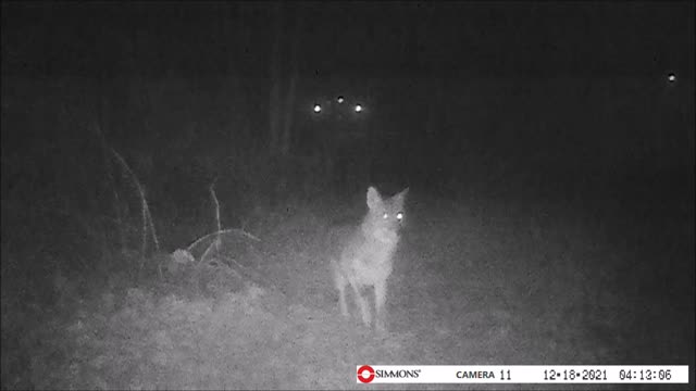 Backyard Trail Cam - Coyote - Wadsworth, OH