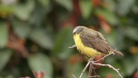 The Magnificent World of Golden Birds