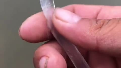 Invisible fish