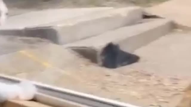 Funniest Animals 2022