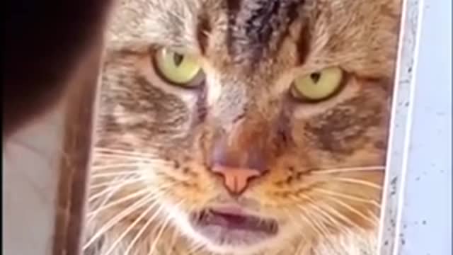 funny- video let's fight