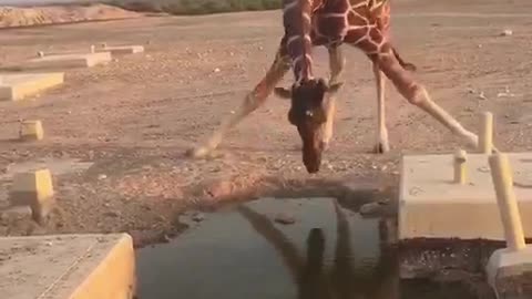 The giraffe is practicing splitting.