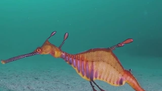 Beautiful Sea Dragon 😍