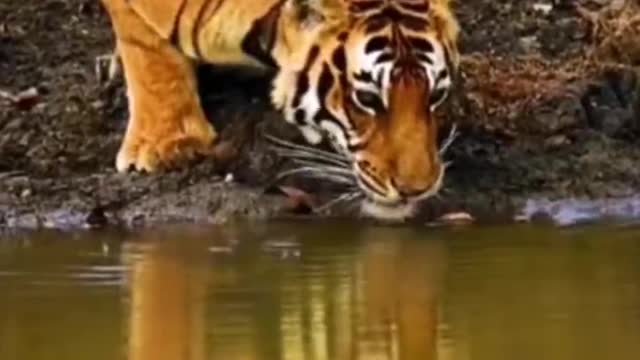 When big tigers drink water, they don't forget to wait for their prey.