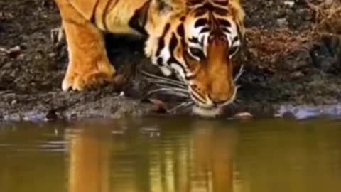 When big tigers drink water, they don't forget to wait for their prey.