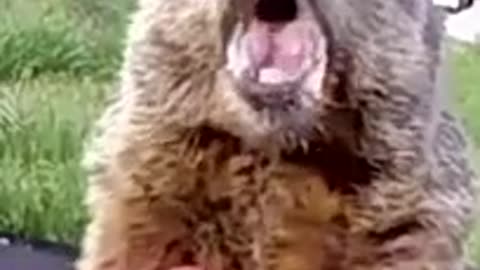 The groundhog
