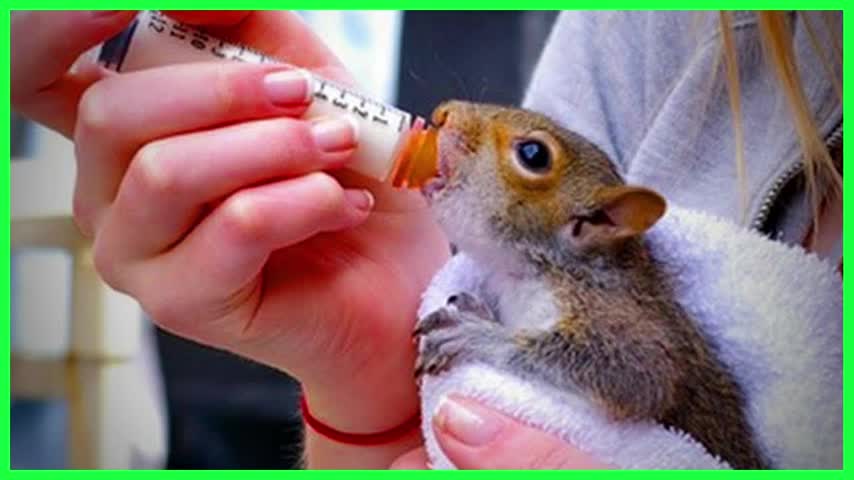 SQUIRRELS Funnier Than You Think - Top FUNNY SQUIRREL VIDEOS