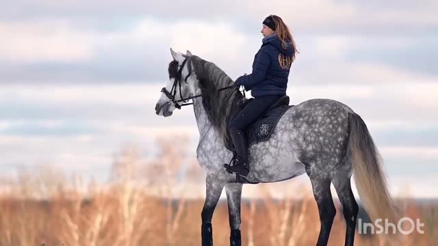 Horses in Freedom ( wild & spiritual)