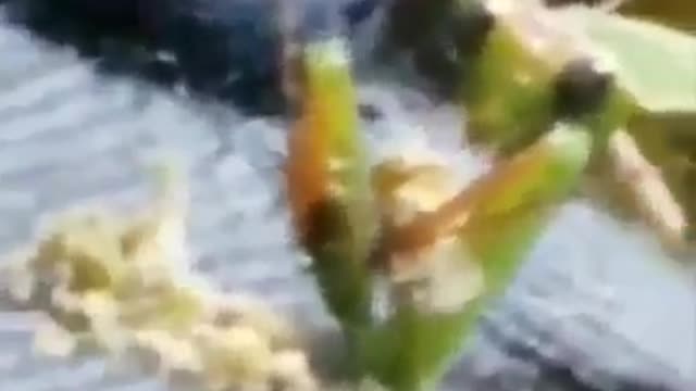 Praying Mantis Eats Marijuana Flower