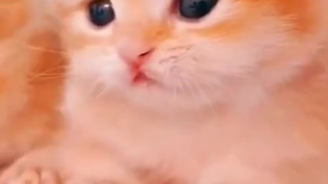 Would you like a sandwich like this#shorts #240#funny #kitty #cat #WidenTheScreen
