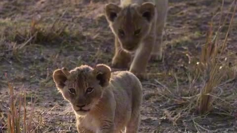 Absolutely adorable footage of the lion cubs 😍 That big hug at the end is just heart-melting!