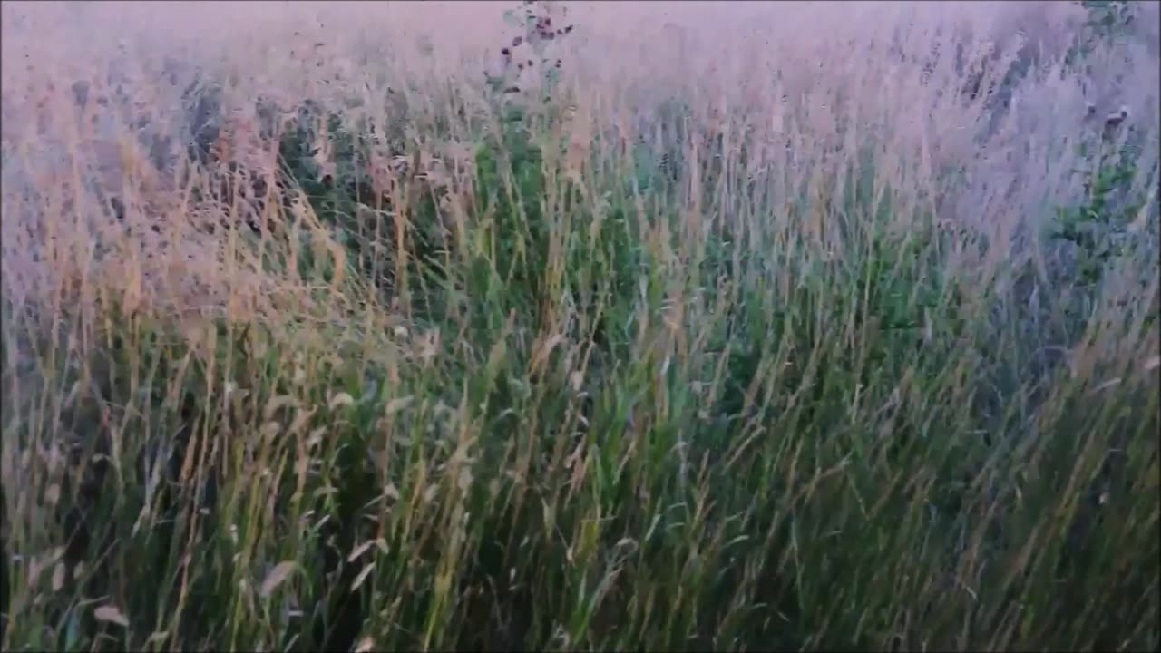 The Thing in the Tall Grass - 1-Man Horror Serial Promo