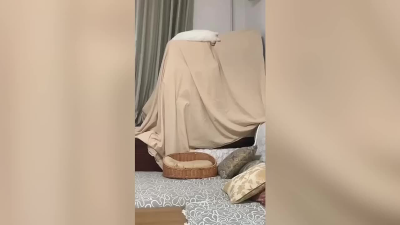 Funny cat and dog fight 🤣🤣