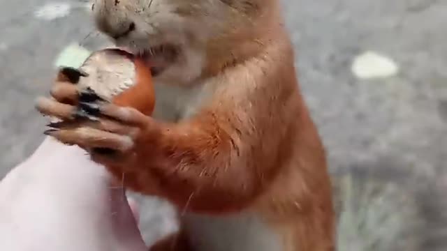 So funny and cute animals