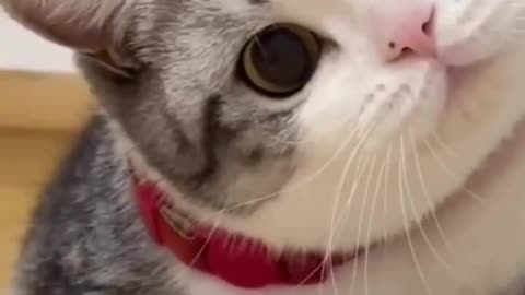 Funny animal videos - Funny cats