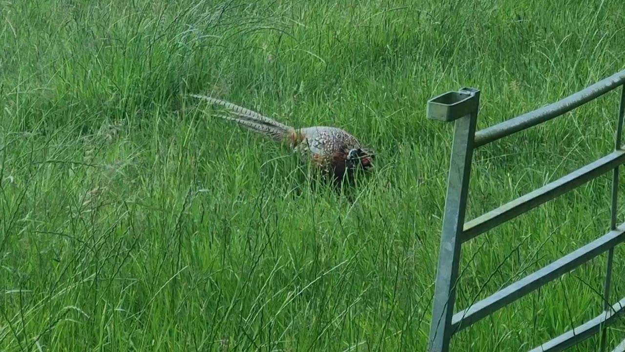 Beautiful Pheasant In Anglesey, Wales