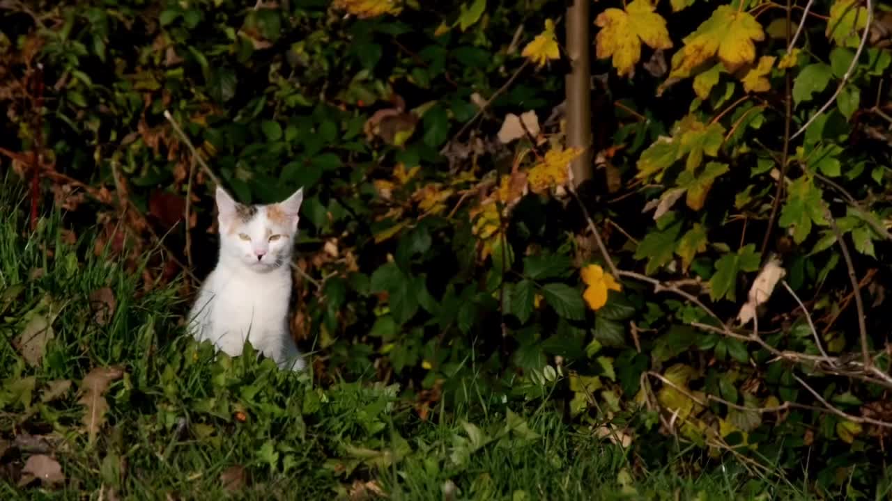 A very funny kitty video of a cat waiting for a friend alone in the forest