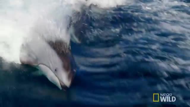 A Showy Dolphin Super-Pod - Destination WCut