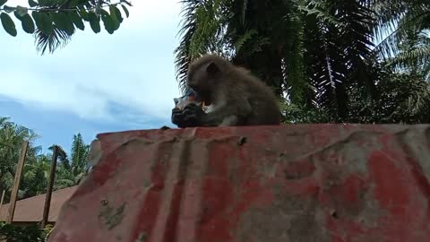 Makanan Ini Yang Disukai Monyet Kecil