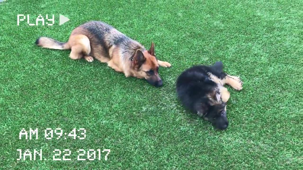 WATCH MY PUPPY GROW | GERMAN SHEPHERD