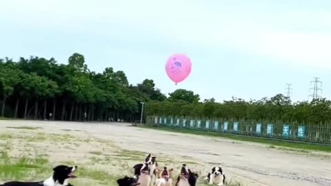 Dogs🐶 Playing balloon🎈 funny