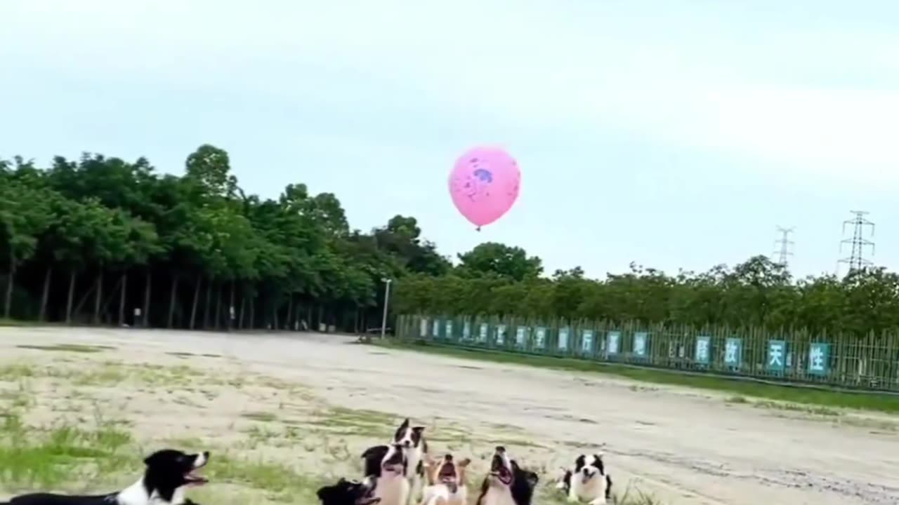 Dogs🐶 Playing balloon🎈 funny