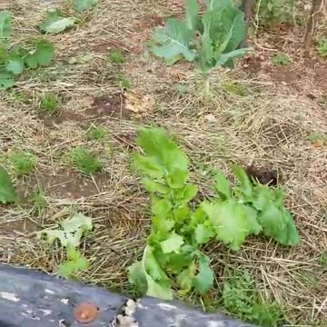 Work Garden Tour End of Season