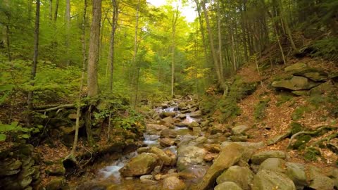 Enchanting Autumn Forests with Beautiful Piano Music