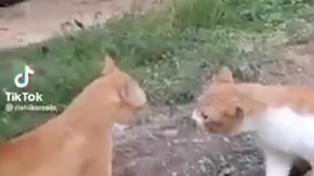 😂Heart Touching Funny Animals🐕 Video 😂😂🤣 #1