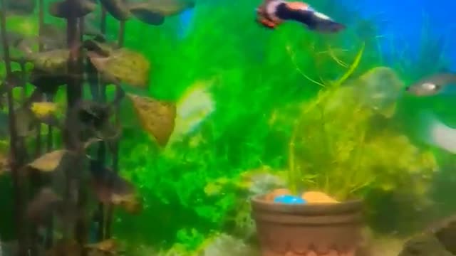 Ss fish hobby aquarium fish tank 🐠