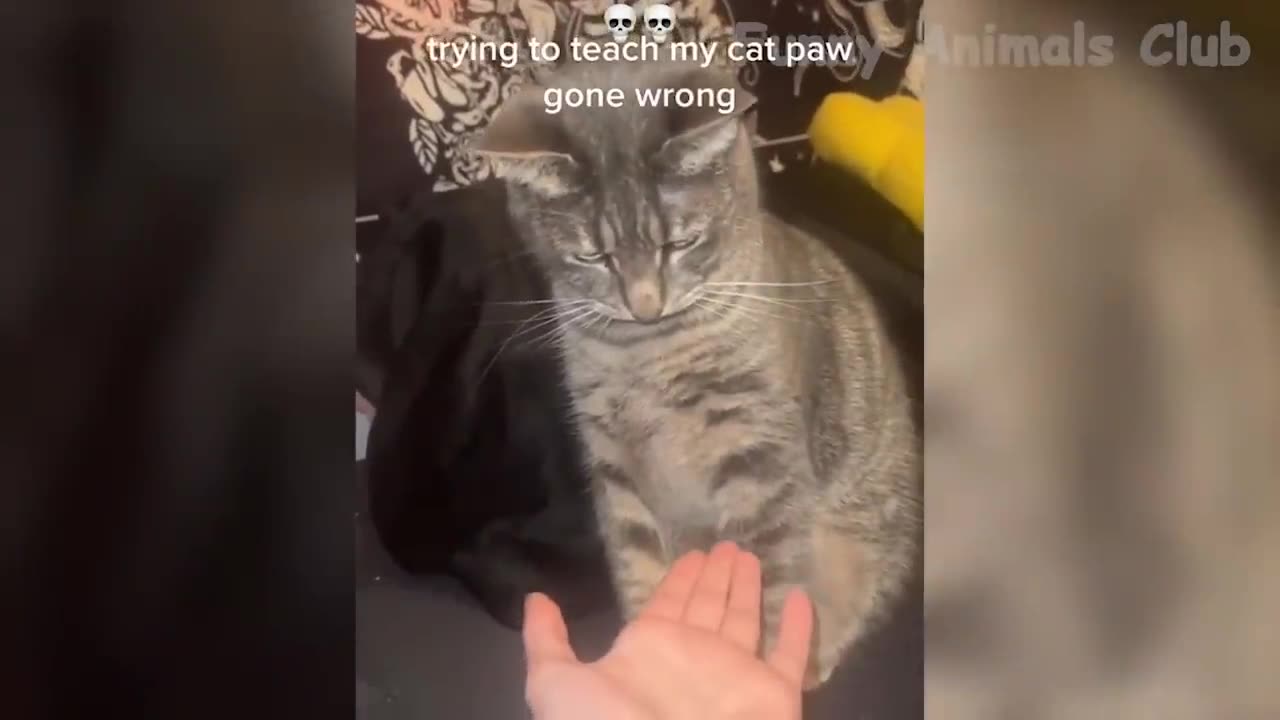 Funny cat compilation part 2