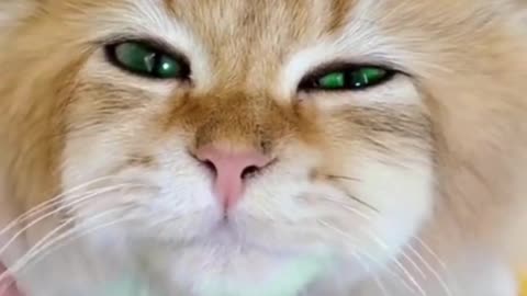 Cute dressed cat